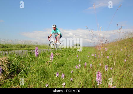 Ein senior männliche Radrennfahrer übergibt wilde Orchideen wachsen in einer am Straßenrand Kante im Peak District in der Nähe von Sheffield England UK Stockfoto