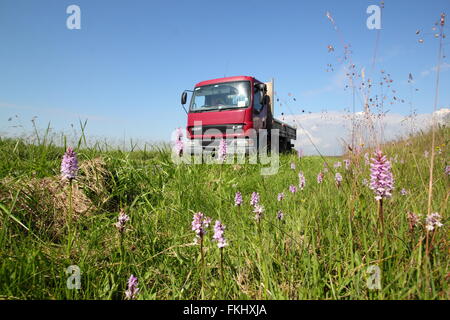 Gemeinsame gefleckte Orchideen wachsen auf einer am Straßenrand Kante im Peak District National Park in der Nähe von Sheffield, England UK - Juni Stockfoto