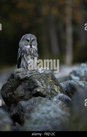 Großen grau-Eule / Bartkauz (Strix Nebulosa), thront auf einem Felsen vor der Kante eines herbstlichen borealen Waldes. Stockfoto