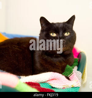 schwarze Katze Stockfoto