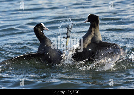 Zwei Blässhühner kämpfen in einem See. Stockfoto