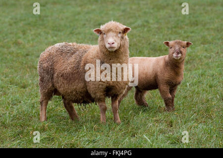 EWE mit ihr Lamm Stockfoto