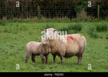 EWE und ihr Lamm stehend in einem Feld Stockfoto