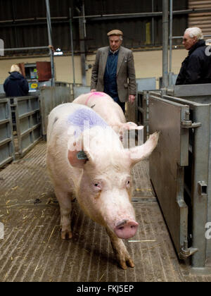 Schweine am Viehmarkt Stockfoto