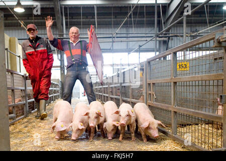 Schweine werden am Markt getrieben Stockfoto