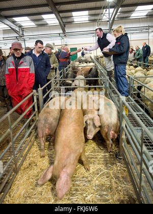 Geschlachtete Tiere Auktion Stockfoto