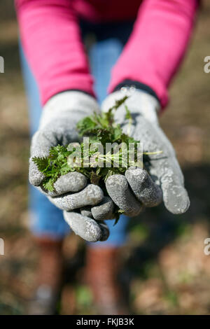 Frau junge frische Brennnesseln aus dem Wald pflücken, im Frühjahr Stockfoto