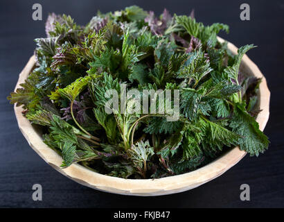 Nahaufnahme von einer Holzschale mit frisch gepflückten Brennesseln Stockfoto