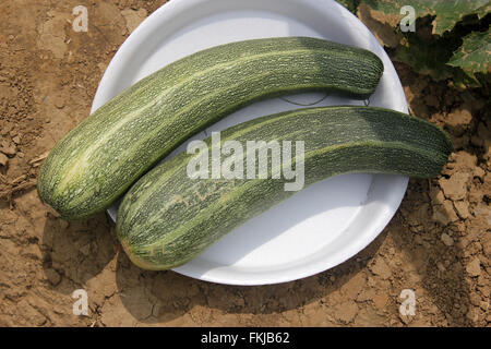 Cucurbita Pepo, australische grün Sommerkürbis, Sorte mit zylindrischen Früchte, Dak grün mit hellen grünen Streifen und Punkten Stockfoto