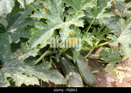 Cucurbita Pepo, australische grün Sommerkürbis, Sorte mit zylindrischen Früchte, Dak grün mit hellen grünen Streifen und Punkten Stockfoto