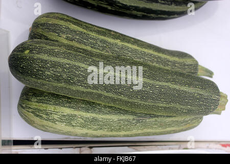 Cucurbita Pepo, australische grün Sommerkürbis, Sorte mit zylindrischen Früchte, Dak grün mit hellen grünen Streifen und Punkten Stockfoto