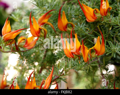 Lotus Barthelotii, Papagei den Schnabel, der Pelikan Schnabel, beständiges ornamentalen Kraut mit roten Schnabel schlank Flugblätter, orange Blüten Stockfoto