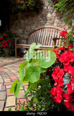 Holzsitz inmitten rote Blumen in einem Garten. Großaufnahme Vordergrund Boden Fokus auf Blumen. Stockfoto