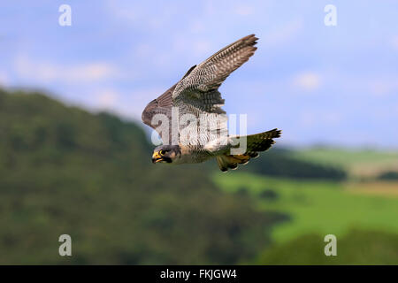 Wanderfalke, Eifel, Deutschland, Europa / (Falco Peregrinus) Stockfoto