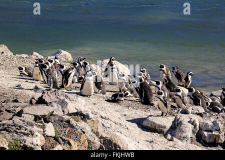 Jackass Penguin, afrikanische Pinguin, Kolonie, Stony Point, Bettys Bay, Western Cape, Südafrika, Afrika / (Spheniscus Demersus) Stockfoto