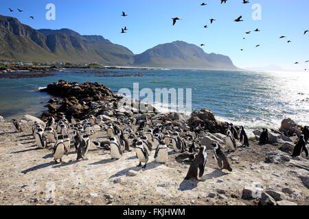 Jackass Penguin, afrikanische Pinguin, Kolonie, Stony Point, Bettys Bay, Western Cape, Südafrika, Afrika / (Spheniscus Demersus) Stockfoto
