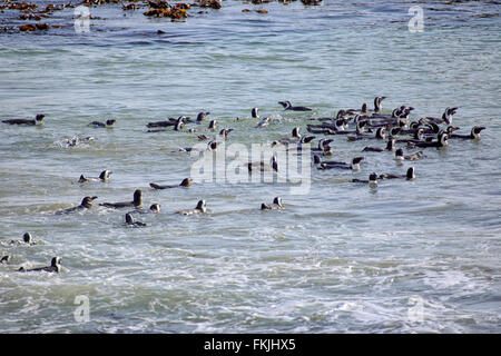 Jackass Penguin, afrikanische Pinguin Gruppe schwimmen in Wasser, Boulders Beach, Simonstown, Western Cape, Südafrika, Afrika / Stockfoto