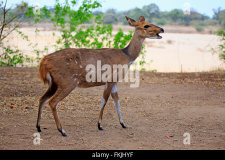 Buschbock, Imbabala, erwachsenes Weibchen, Krüger Nationalpark, Südafrika, Afrika / (Tragelaphus Scriptus Sylvaticus) Stockfoto