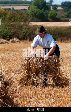 Lady geernteten Weizen in Stooks sammeln. Altmodische Weise der Speicherung von Kulturpflanzen. Stockfoto