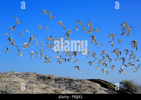 Größere crested Seeschwalbe, Herde, fliegen, Boulders Beach, Simonstown, Western Cape, Südafrika, Afrika / (Thalasseus Bergii) Stockfoto