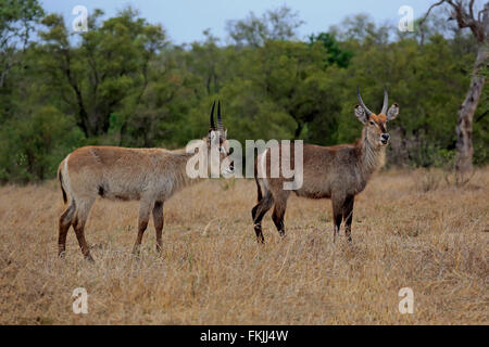 Gemeinsamen Wasserbock, zwei Männchen, Krüger Nationalpark, Südafrika, Afrika / (Kobus Ellipsiprymnus) Stockfoto