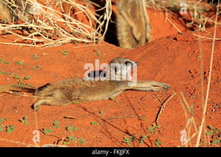 Suricate, junge Aufwärmen an Den Morgen Sonne, Tswalu Game Reserve, Kalahari, Northern Cape, Südafrika, Afrika / Stockfoto