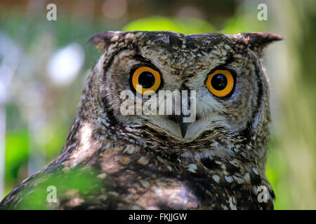 Uhu entdeckt, Erwachsene Porträt alert, Südafrika, Afrika / (Bubo Africanus) Stockfoto