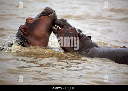 Nilpferd, zwei Erwachsene im Wasser bedroht kämpfen Porträt, St. Lucia Estuary, Isimangaliso Wetland Park, Kwazulu Natal, Stockfoto