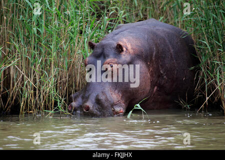 Nilpferd, Erwachsene im Wasser, Saint Lucia Estuary, Isimangaliso Wetland Park, Kwazulu Natal, Südafrika, Afrika / Stockfoto