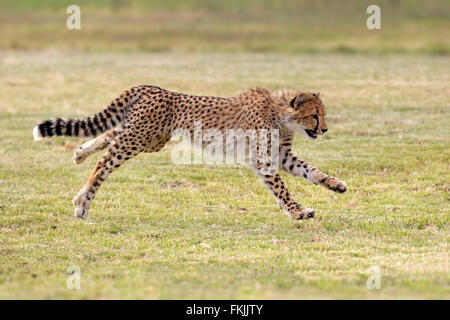Gepard, Halbwüchsige ausgeführt, Jagd, Western Cape, Südafrika, Afrika / (Acinonyx Jubatus) Stockfoto