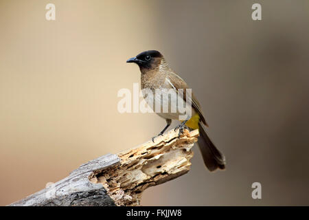 Gelb-entlüftet Bulbul, Erwachsene auf Zweig, Krüger Nationalpark, Südafrika, Afrika / (Pycnonotus Barbatus) Stockfoto