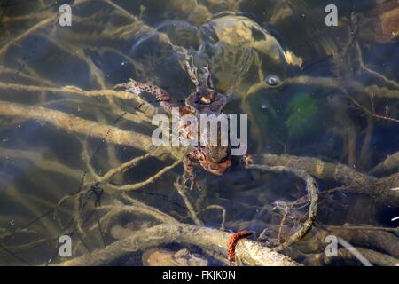Kröten Paarung am Ufer eines Teiches. Die gemeinsame Kröte (Bufo Bufo