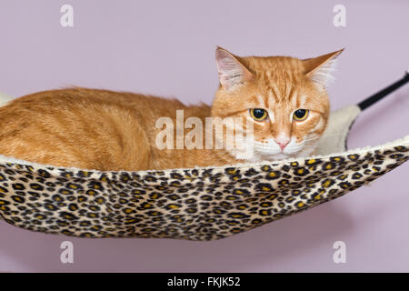 Große rote Katze, die bequem in der Hängematte liegend Stockfoto