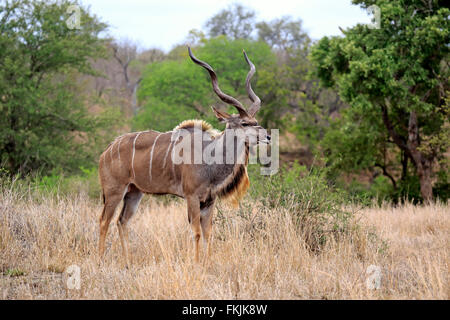 Große Kudu, Männchen, Krüger Nationalpark, Südafrika, Afrika / (Tragelaphus Strepsiceros) Stockfoto