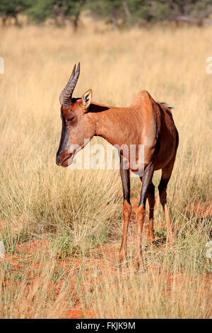 Kudus, Erwachsene, Wildreservat Tswalu Kalahari, Northern Cape, Südafrika, Afrika / (Damaliscus Lunatus) Stockfoto