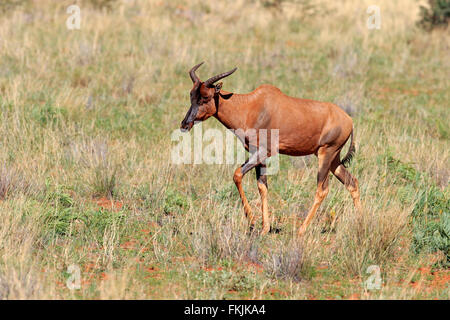 Kudus, Erwachsene, Wildreservat Tswalu Kalahari, Northern Cape, Südafrika, Afrika / (Damaliscus Lunatus) Stockfoto