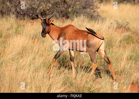 Kudus, Erwachsene, Wildreservat Tswalu Kalahari, Northern Cape, Südafrika, Afrika / (Damaliscus Lunatus) Stockfoto