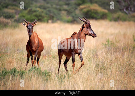 Kudus, Erwachsene Paare, Tswalu Game Reserve, Kalahari, Northern Cape, Südafrika, Afrika / (Damaliscus Lunatus) Stockfoto