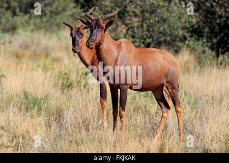 Kudus, Erwachsene Paare, Tswalu Game Reserve, Kalahari, Northern Cape, Südafrika, Afrika / (Damaliscus Lunatus) Stockfoto