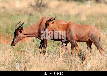 Kudus, Erwachsene Paare, Tswalu Game Reserve, Kalahari, Northern Cape, Südafrika, Afrika / (Damaliscus Lunatus) Stockfoto