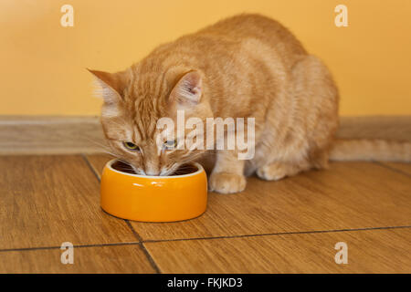 Ingwer Katze essen Trockenfutter von orange bowl Stockfoto