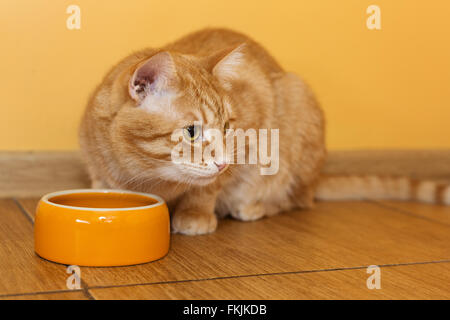 Ingwer Katze essen Trockenfutter von orange bowl Stockfoto