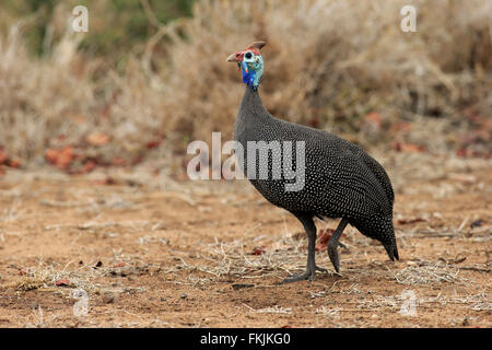 Behelmter Perlhühner, Erwachsene, Krüger Nationalpark, Südafrika, Afrika / (Numida Meleagris) Stockfoto