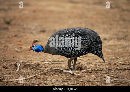Behelmter Perlhühner, Erwachsene auf der Suche nach Nahrung, Krüger Nationalpark, Südafrika, Afrika / (Numida Meleagris) Stockfoto