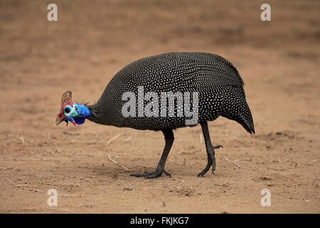 Behelmter Perlhühner, Erwachsene auf der Suche nach Nahrung, Krüger Nationalpark, Südafrika, Afrika / (Numida Meleagris) Stockfoto