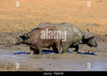 Afrikanischer Büffel, erwachsenes paar im Wasser, Krüger Nationalpark, Südafrika, Afrika / (Syncerus Caffer) Stockfoto