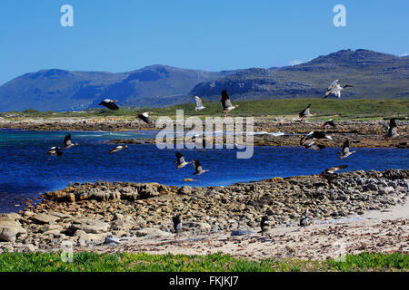 Kap der guten Hoffnung, Landschaft mit fliegenden Nilgans (Alopochen Aegyptiacus) und der Heilige Ibis (Threskiornis Stockfoto