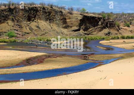 Letaba Fluss, Flusslandschaft mit gemeinsamen Wasserbock, Krüger Nationalpark, Südafrika, Afrika (Kobus Ellipsiprymnus) Stockfoto