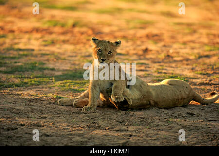 Löwe, zwei jungen vier Monate alten spielen, Sozialverhalten, Geschwister, Wildreservat Tswalu Kalahari, Northern Cape, South Stockfoto