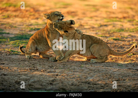 Löwe, zwei jungen vier Monate alten spielen, Sozialverhalten, Geschwister, Wildreservat Tswalu Kalahari, Northern Cape, South Stockfoto